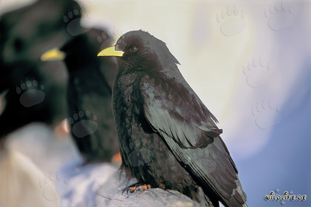 Corbeaux de montagne fascinants dans les Alpes bavaroises