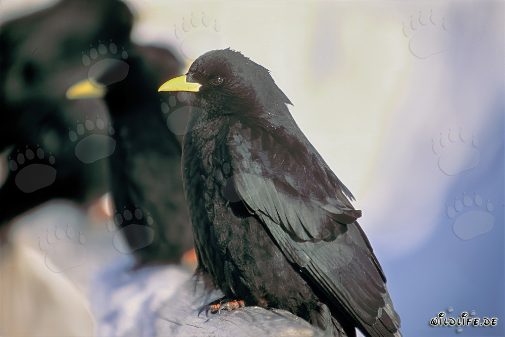 Fascinating mountain jackdaws in the Bavarian Alps