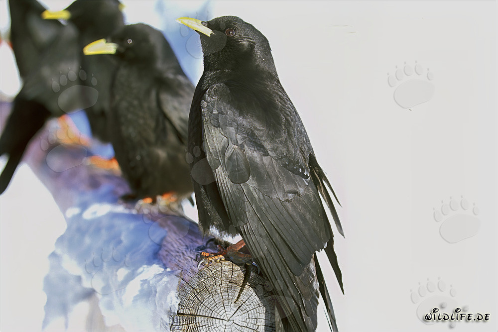 Découvrez les fascinants choucas des montagnes en Bavière