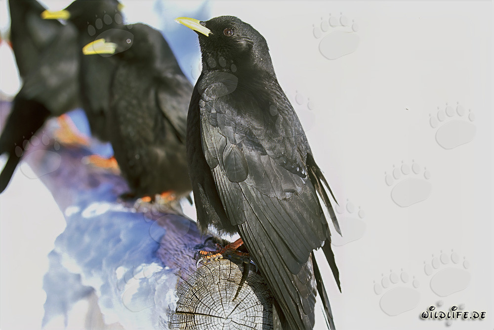 Discover Fascinating Mountain Jackdaws in Bavaria