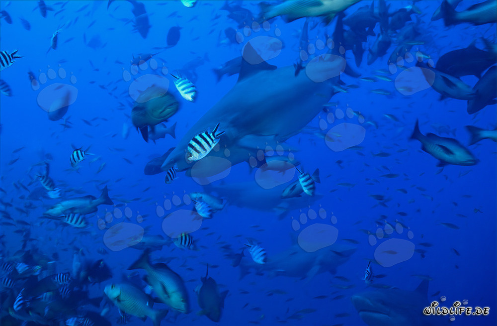 Bull Sharks in School of Fish