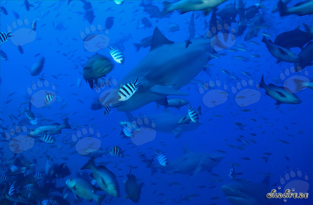 Requins taureaux dans un banc de poissons