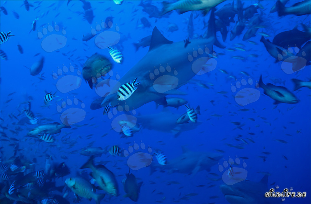 Tiburones toro en banco de peces