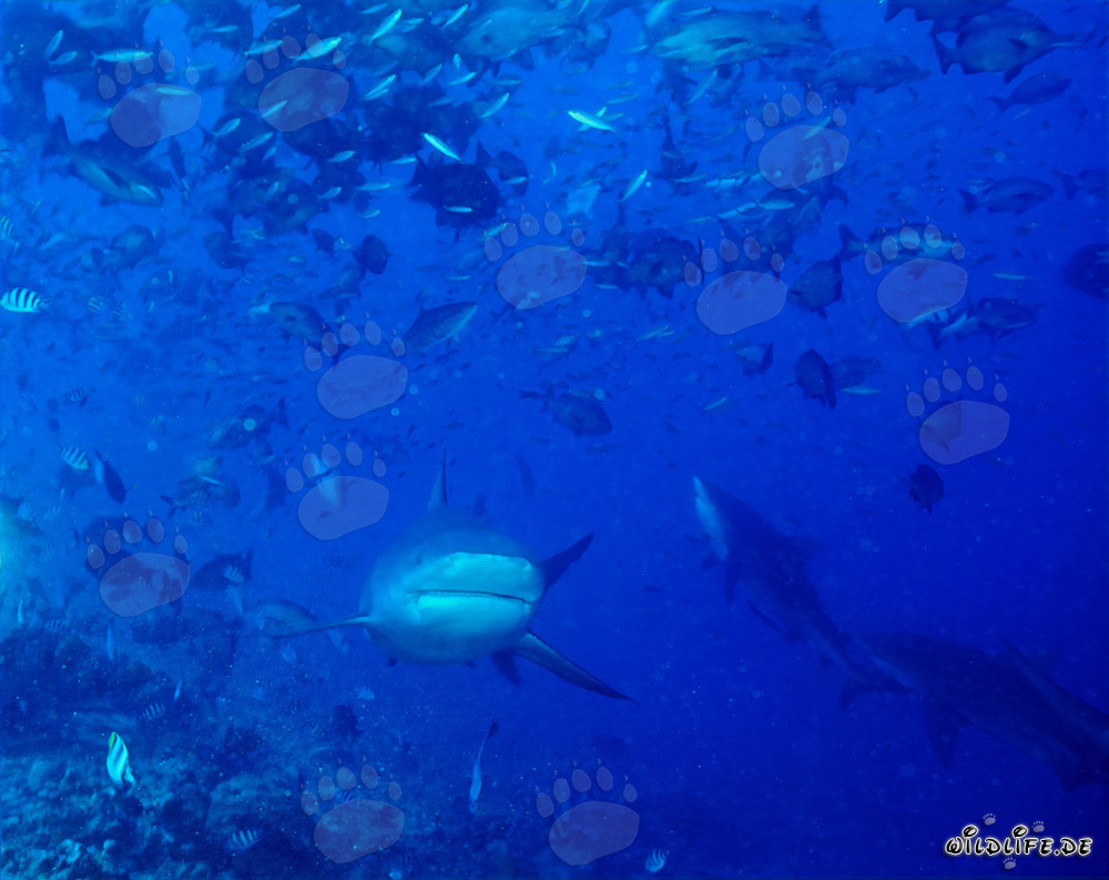 Impressive bull sharks reaching the reef in search of prey