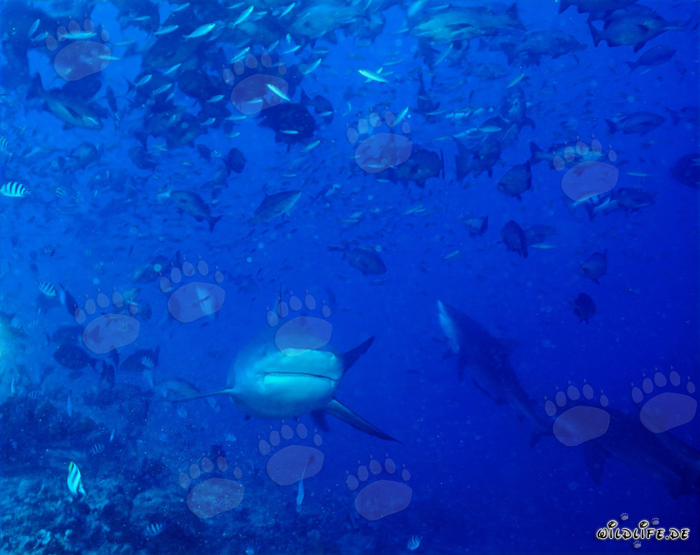 Les impressionnants requins taureaux atteignent le récif à la recherche de proies