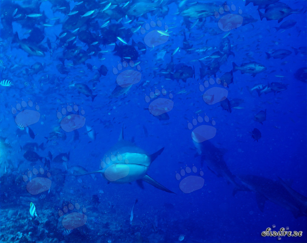 Maestosi squali toro raggiungono la barriera corallina alla ricerca di prede