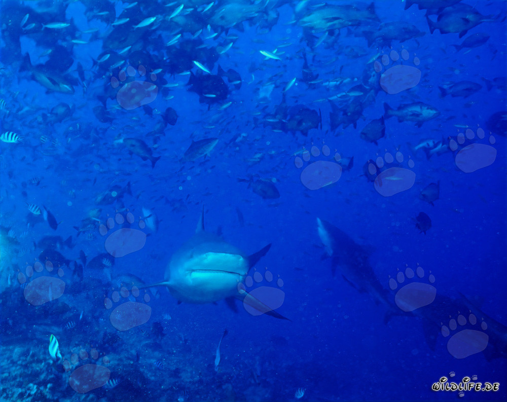 Impresionantes tiburones toro alcanzan el arrecife en busca de presas