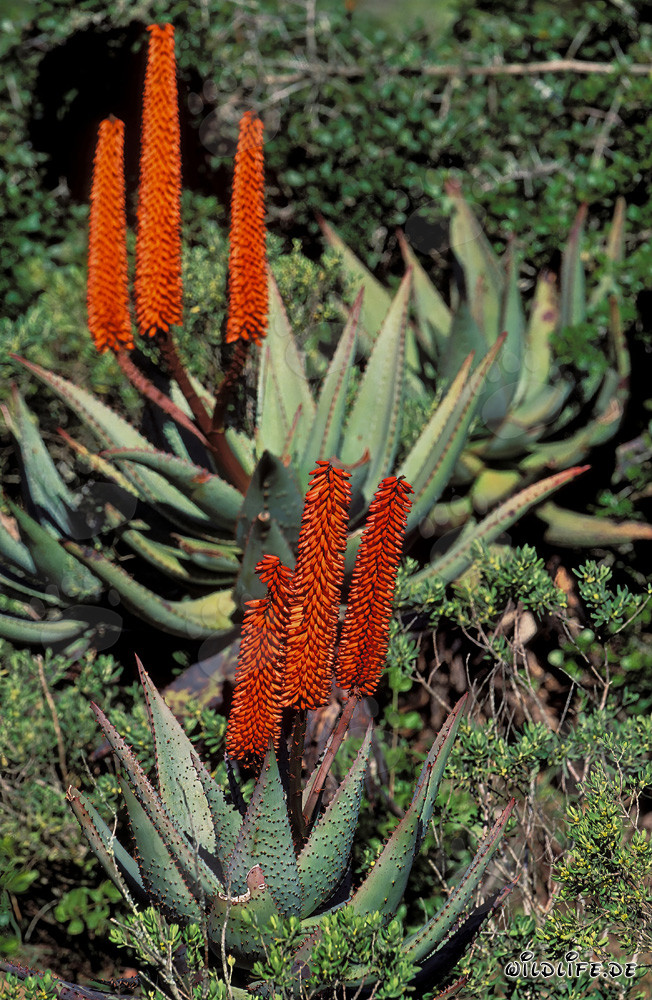 Meraviglia naturale Aloe Ferox in libertà