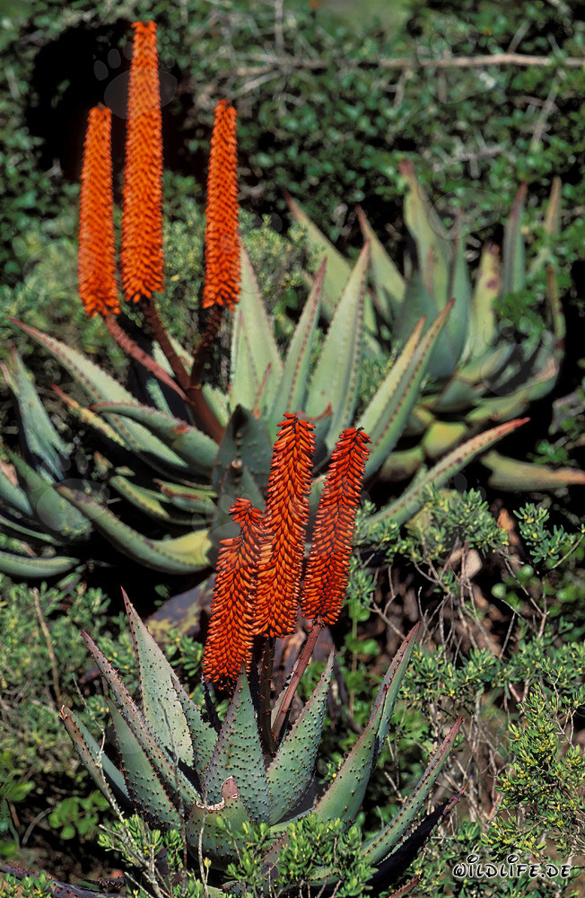 Merveille de la nature Aloe Ferox dans la nature sauvage