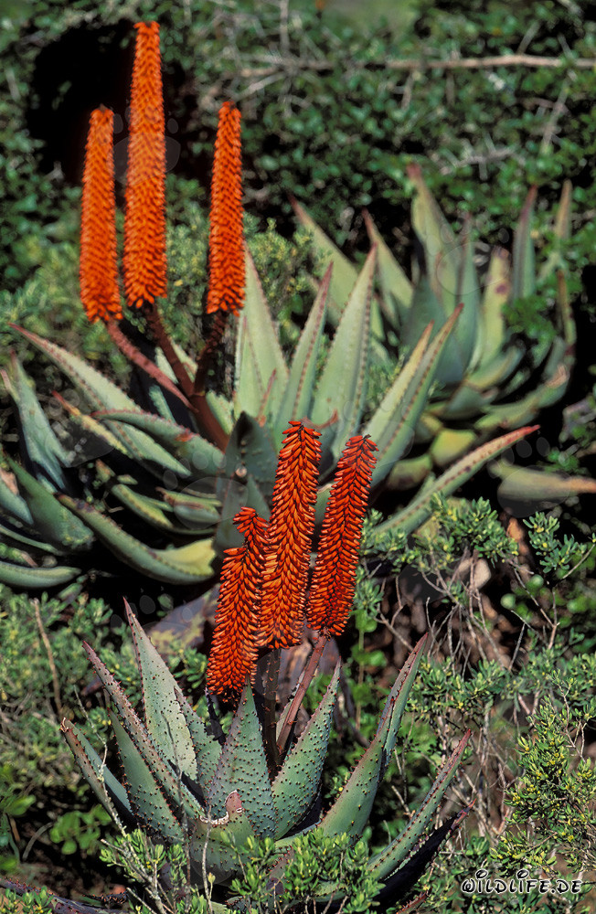 Natural Wonder Aloe Ferox in the Wild