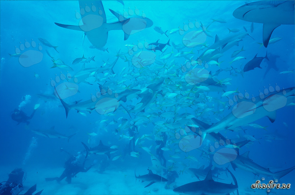 Fascinating Shark Rodeo: Caribbean Reef Sharks and Blacktip Sharks at the chumsicle
