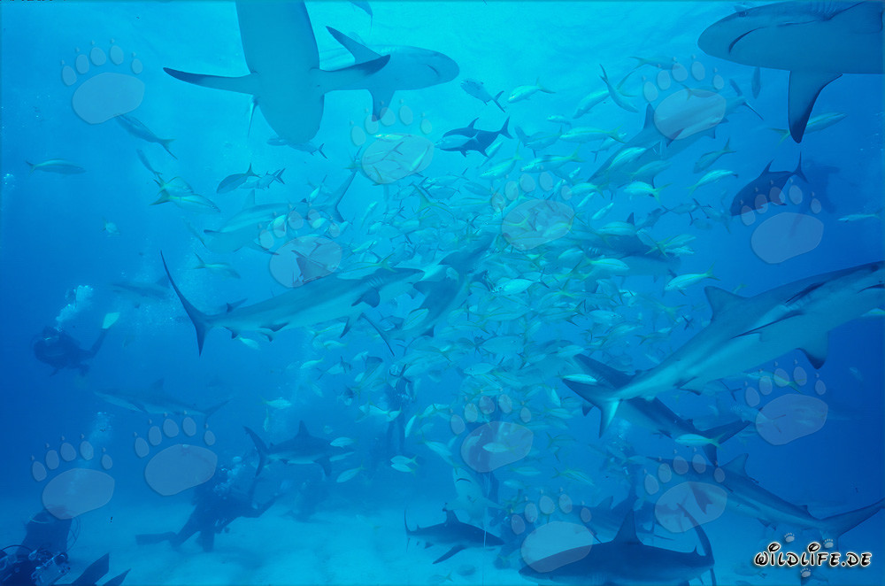 Faszinierendes Shark Rodeo: Karibische Riffhaie und Schwarzspitzenhaie am chumsicle