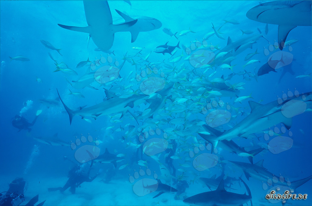 Spettacolo affascinante: squali dei coralli caraibici e squali punta nera al chumsicle