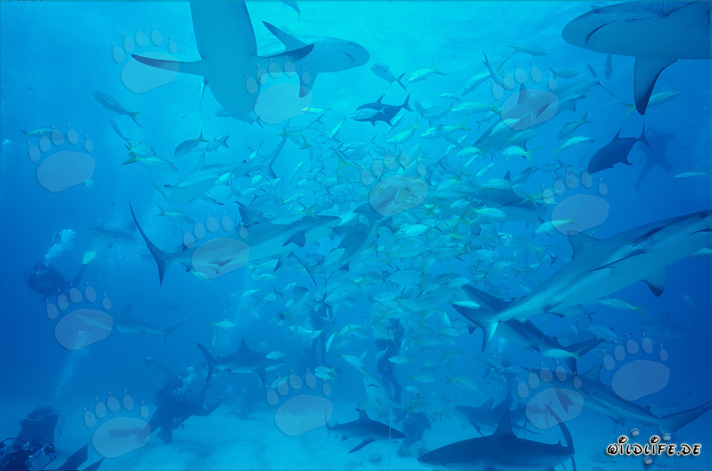 Espectáculo fascinante: tiburones de arrecife caribeños y tiburones de puntas negras en el chumsicle