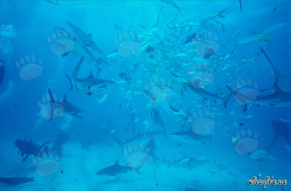 Fascinating Encounter with Caribbean Reef Sharks and Blacktip Sharks at Spiral Cavern