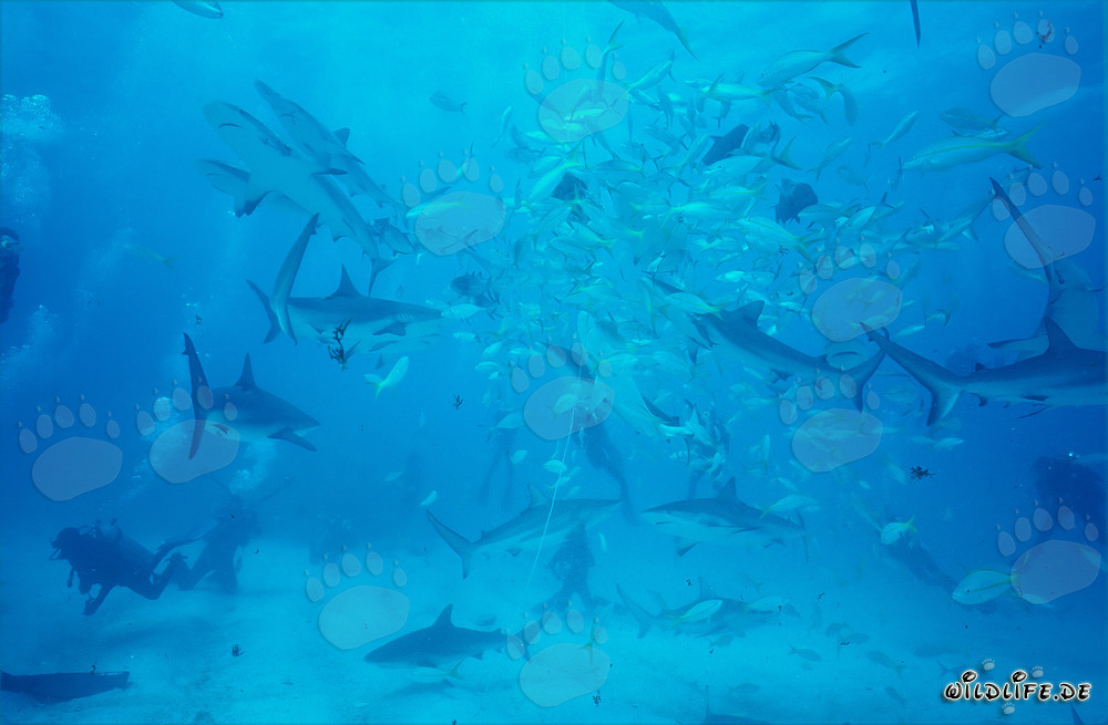 Rencontre fascinante avec les requins des Caraïbes et les requins à pointes noires à la grotte en spirale