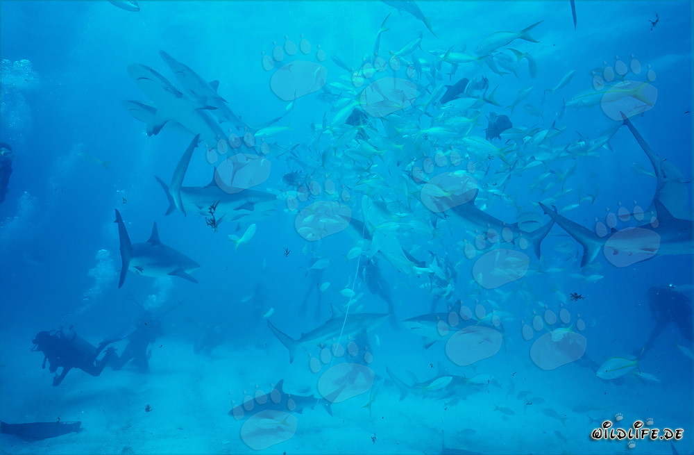 Incontro affascinante con gli squali dei Caraibi e gli squali a punta nera alla Caverna a Spirale