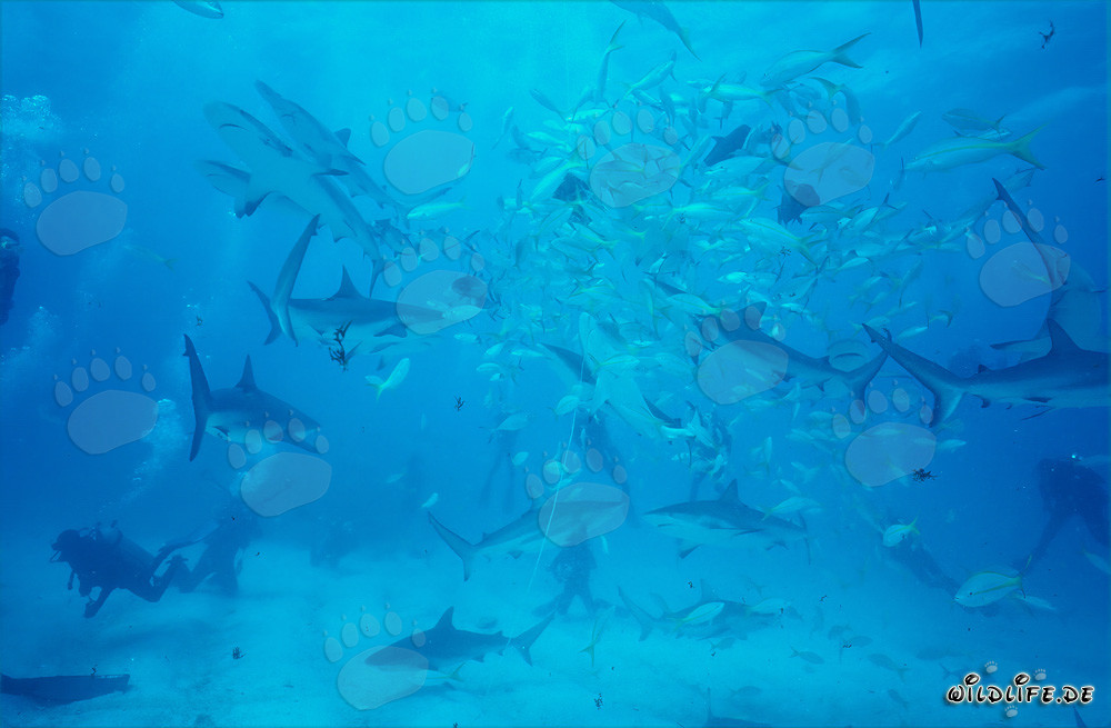 Encuentro fascinante con tiburones del Caribe y tiburones de puntas negras en la Cueva en Espiral