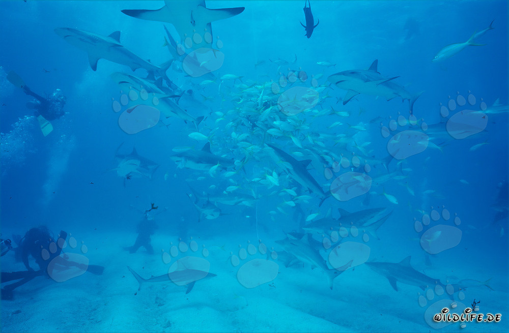 Fascinating Encounter: Caribbean Reef Sharks and Blacktip Sharks at the Shark Rodeo
