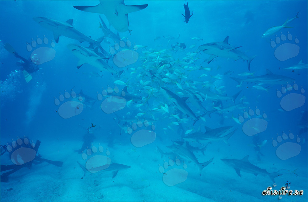 Unvergessliche Begegnung mit Karibischen Riffhaien und Schwarzspitzenhaien beim Shark Rodeo