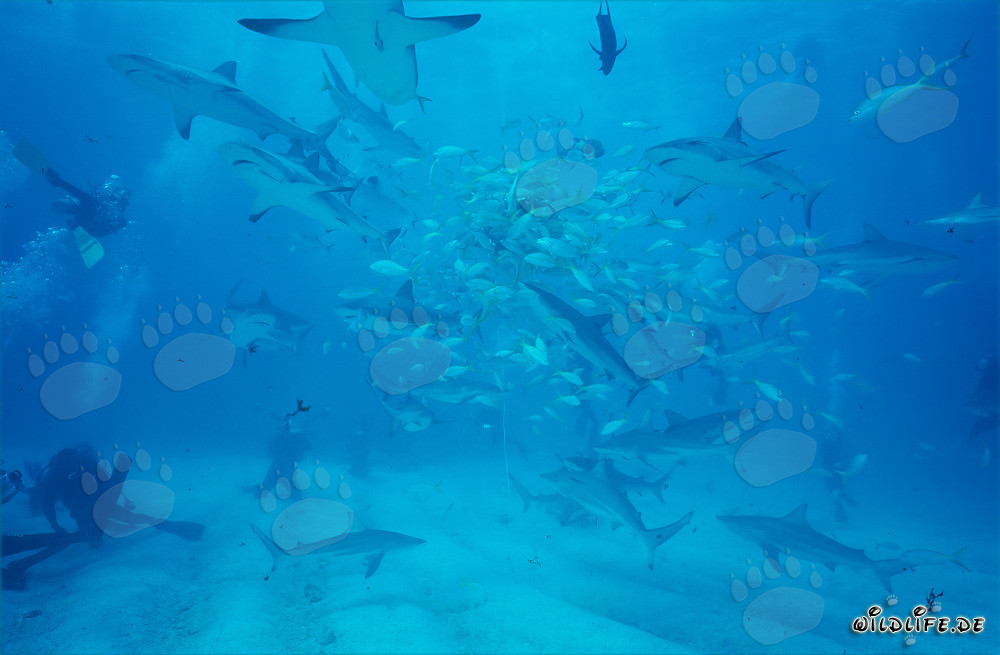 Incontro affascinante: Squali di barriera dei Caraibi e squali punta nera allo Shark Rodeo