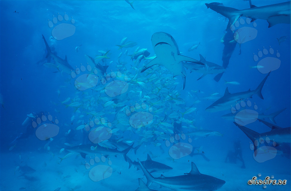 Fascinating Encounter with Caribbean Reef Sharks and Blacktip Sharks in the Bahamas