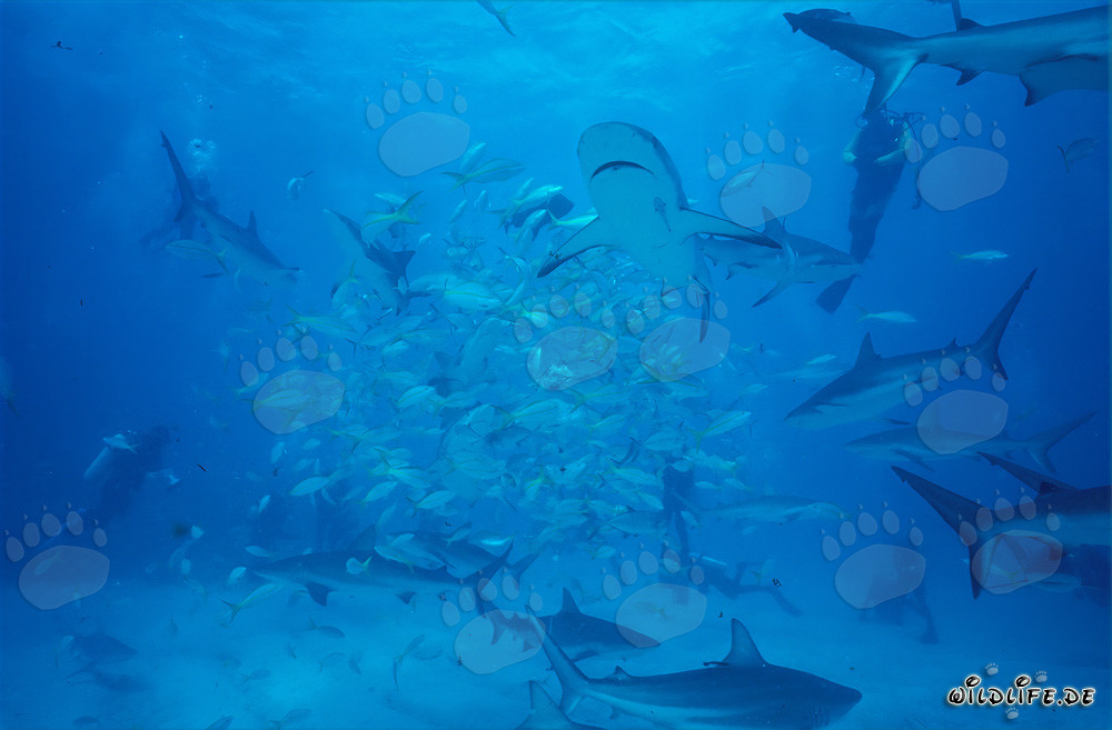 Rencontre fascinante avec les requins des récifs des Caraïbes et les requins à pointes noires aux Bahamas