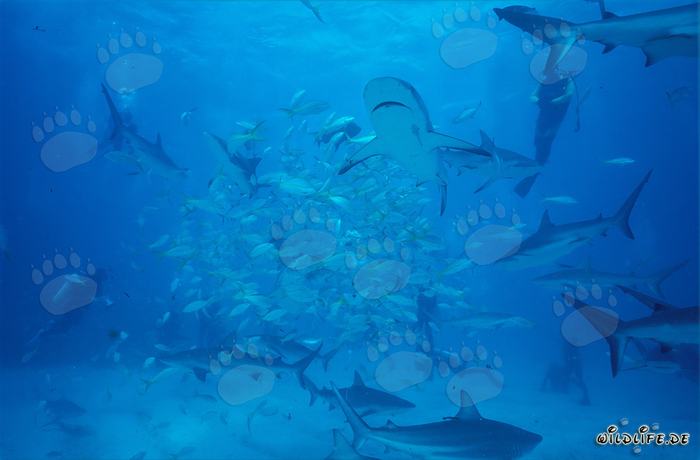 Incontro affascinante con gli squali dei Caraibi e gli squali punta nera alle Bahamas