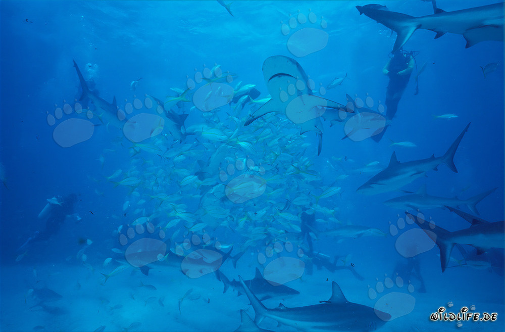 Encuentro fascinante con tiburones de arrecife caribeños y tiburones de puntas negras en las Bahamas