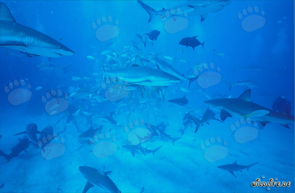 Caribbean Reef Sharks and Blacktip Sharks at the Fascinating Shark Rodeo