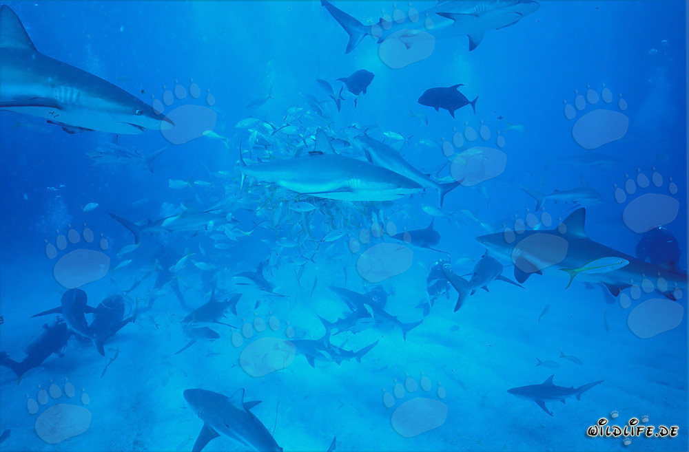 Karibische Riffhaie und Schwarzspitzenhaie beim faszinierenden Shark Rodeo