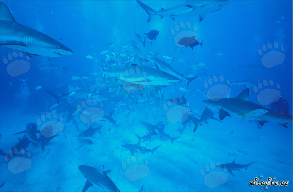 Requin des récifs des Caraïbes et requins à pointes noires lors du fascinant Shark Rodeo