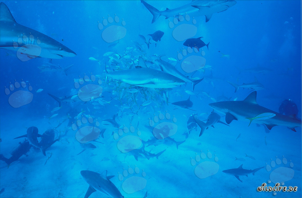 Squali delle barriere coralline dei Caraibi e squali punta nera al affascinante Shark Rodeo