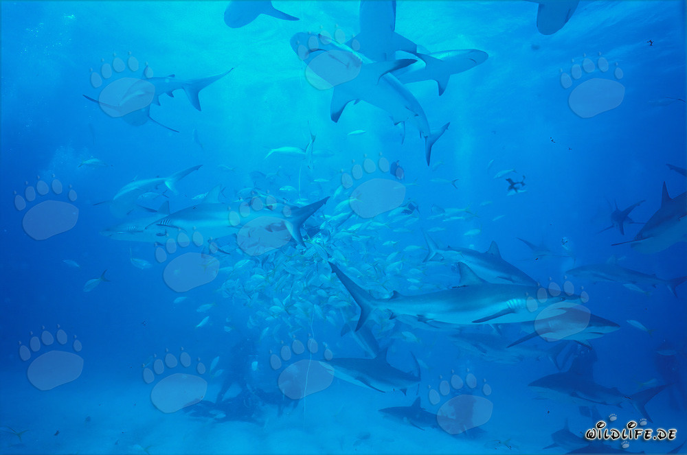 Fascinating Encounter with Caribbean Reef Sharks and Blacktip Sharks