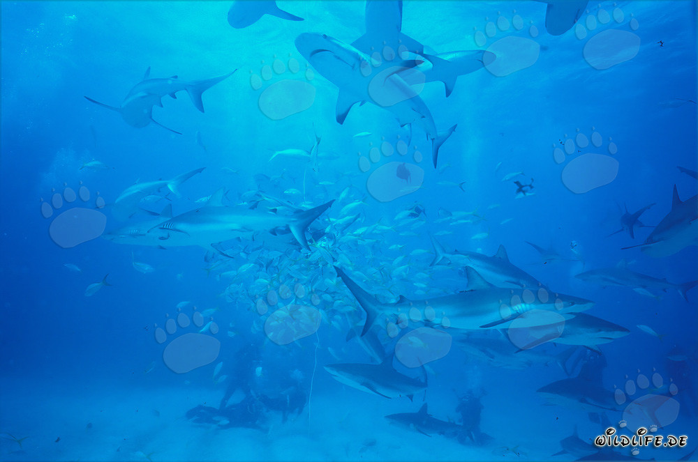 Rencontre fascinante avec les requins des récifs des Caraïbes et les requins à pointes noires
