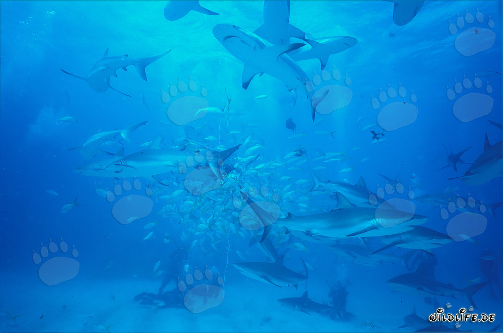 Encuentro fascinante con tiburones de arrecife del Caribe y tiburones punta negra