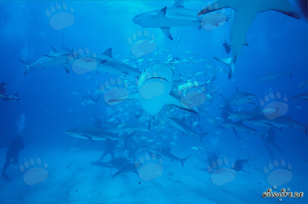Fascinating Shark Rodeo with Caribbean Reef Sharks and Blacktip Sharks