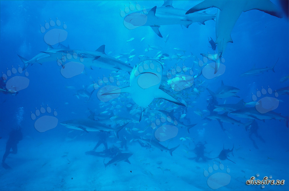 Faszinierendes Shark Rodeo mit Karibischen Riffhaien und Schwarzspitzenhaien