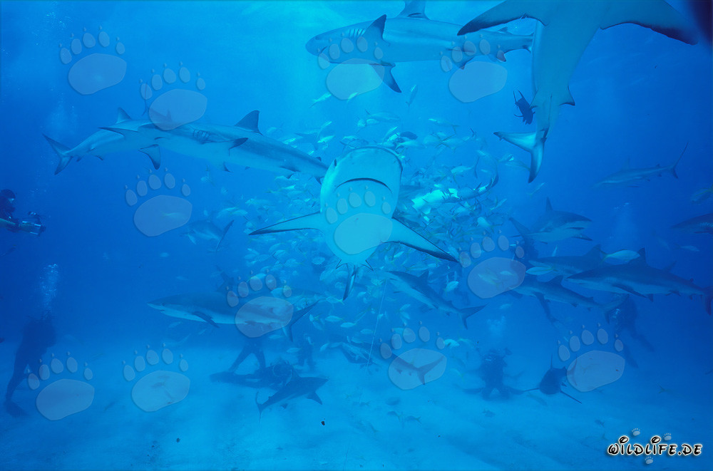 Rodeo de requins fascinant avec requins des Caraïbes et requins à pointes noires