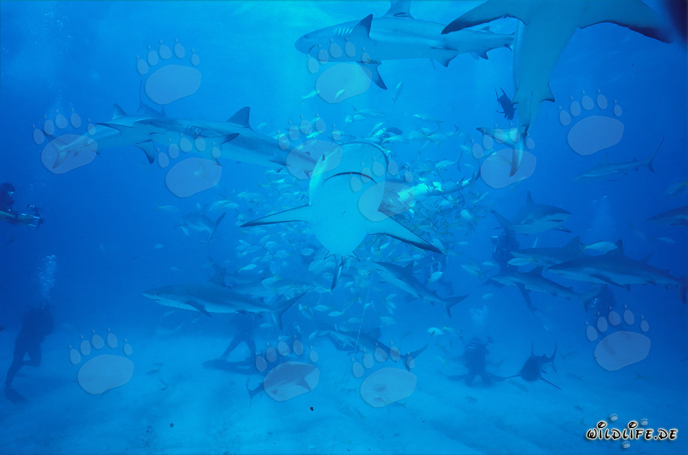 Fascinante Shark Rodeo con squali della barriera corallina dei Caraibi e squali punta nera