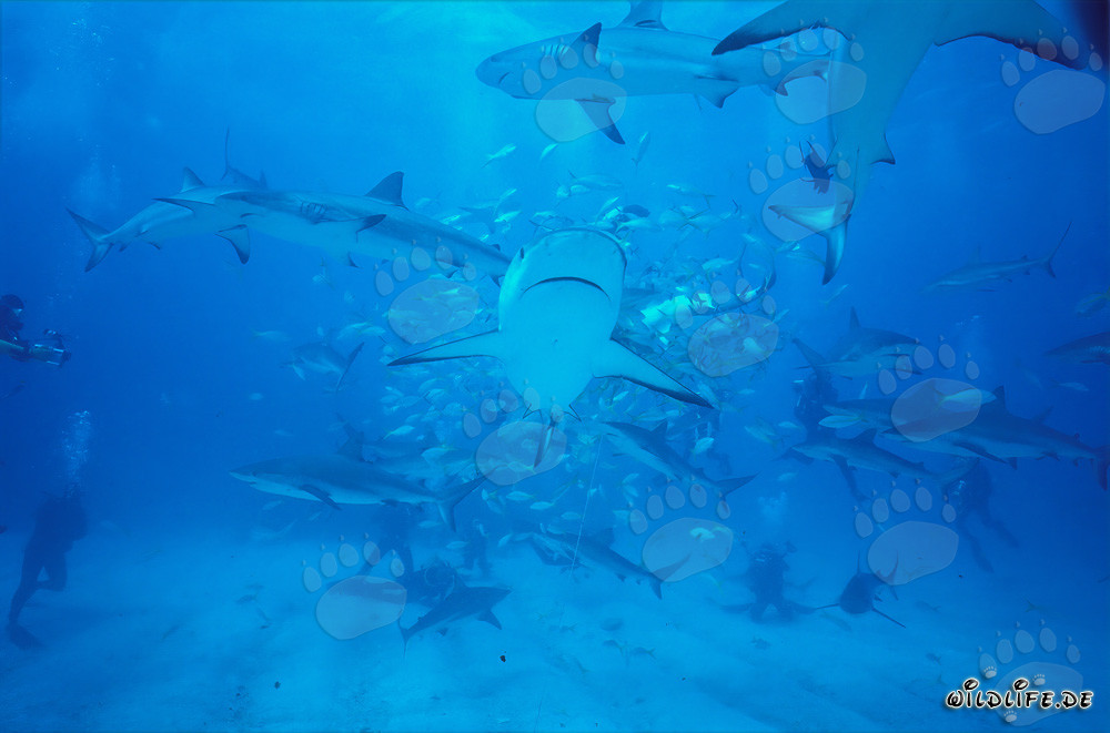 Fascinante Rodeo de tiburones con tiburones del arrecife del Caribe y tiburones de puntas negras