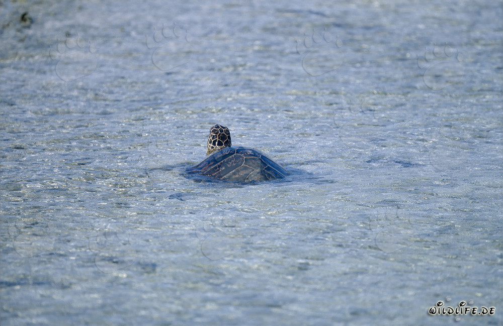 Fascinating Green Sea Turtle (Chelonia mydos) swimming in the clear ocean