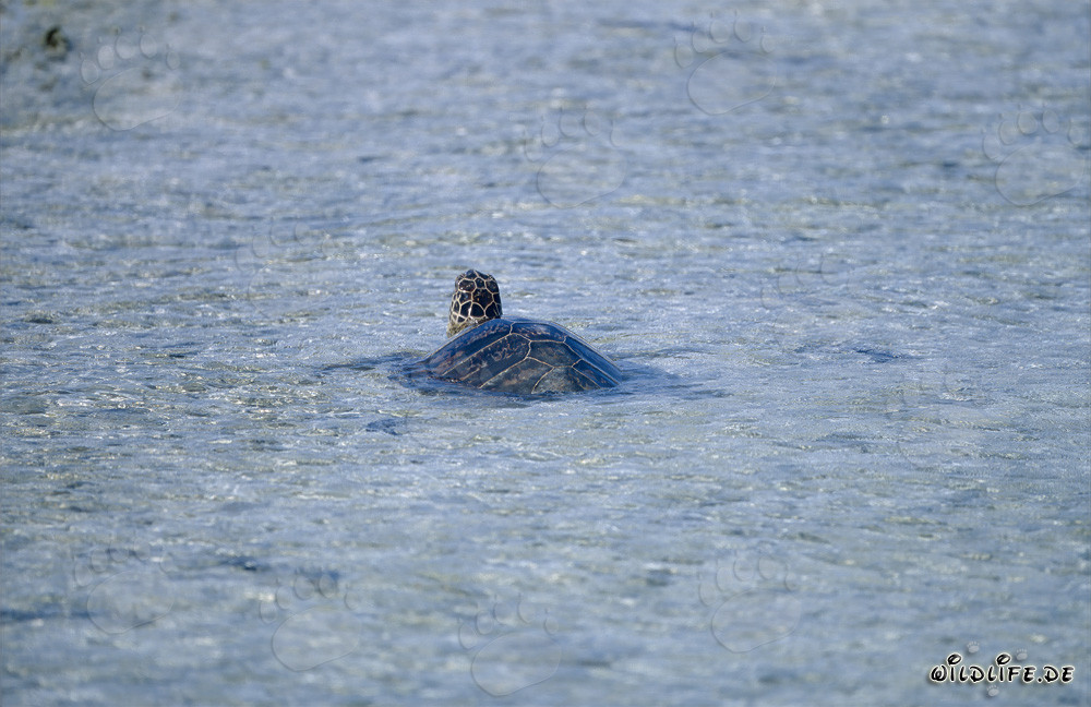 Faszinierende Gruene Meeresschildkroete (Chelonia mydos) schwimmt im klaren Ozean