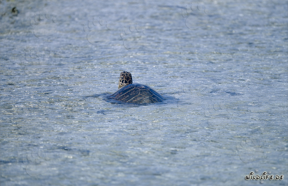 Affascinante Tartaruga Marina Verde (Chelonia mydos) nuota nel limpido oceano