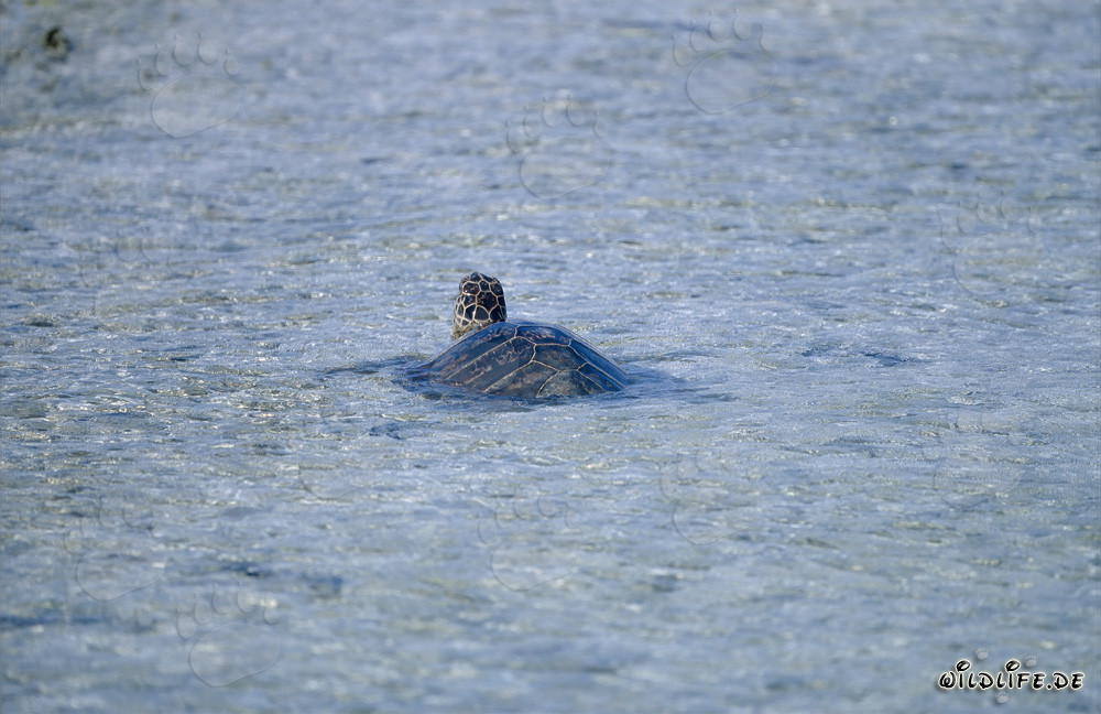 Tortue de mer verte fascinante (Chelonia mydos) nage dans l'océan clair