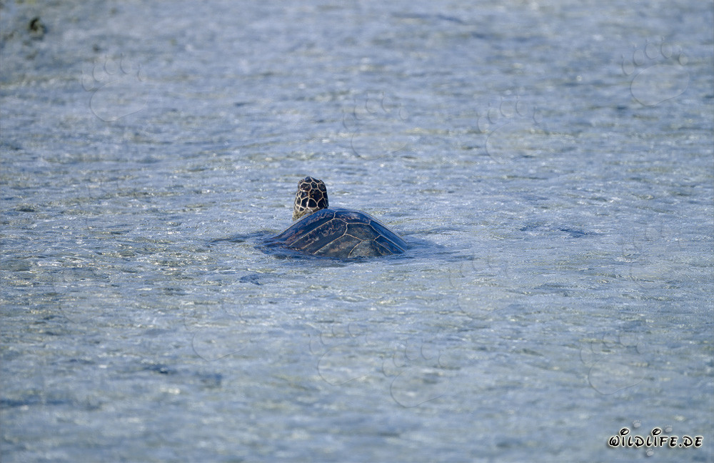 Fascinante Tortuga Marina Verde (Chelonia mydos) nada en el océano claro