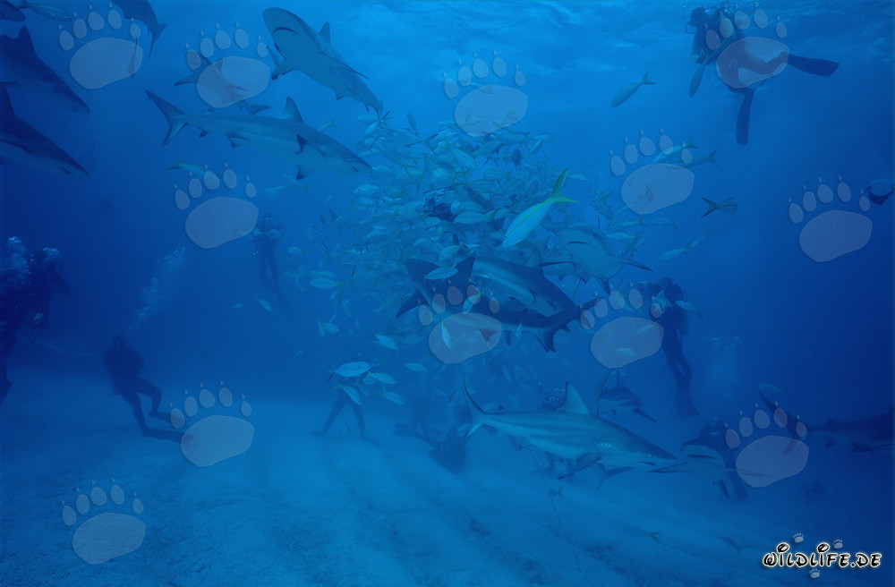 Fascinating Shark Rodeo: Caribbean Reef Sharks and Blacktip Sharks Feeding
