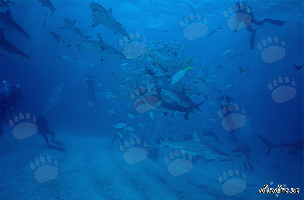 Fascinante rodeo de tiburones: Tiburones de arrecife del Caribe y puntas negras durante la alimentación