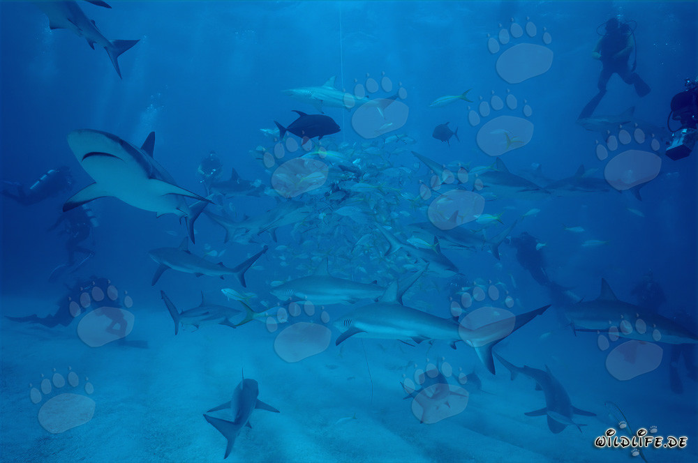 Fascinating Encounter with Caribbean Reef Sharks and Blacktip Sharks