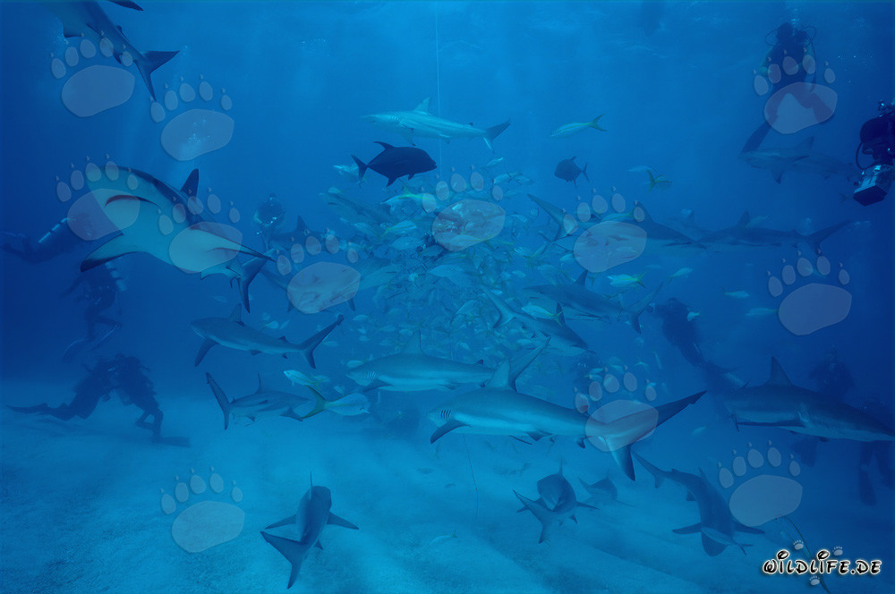 Rencontre fascinante avec les requins des récifs des Caraïbes et les requins à pointes noires
